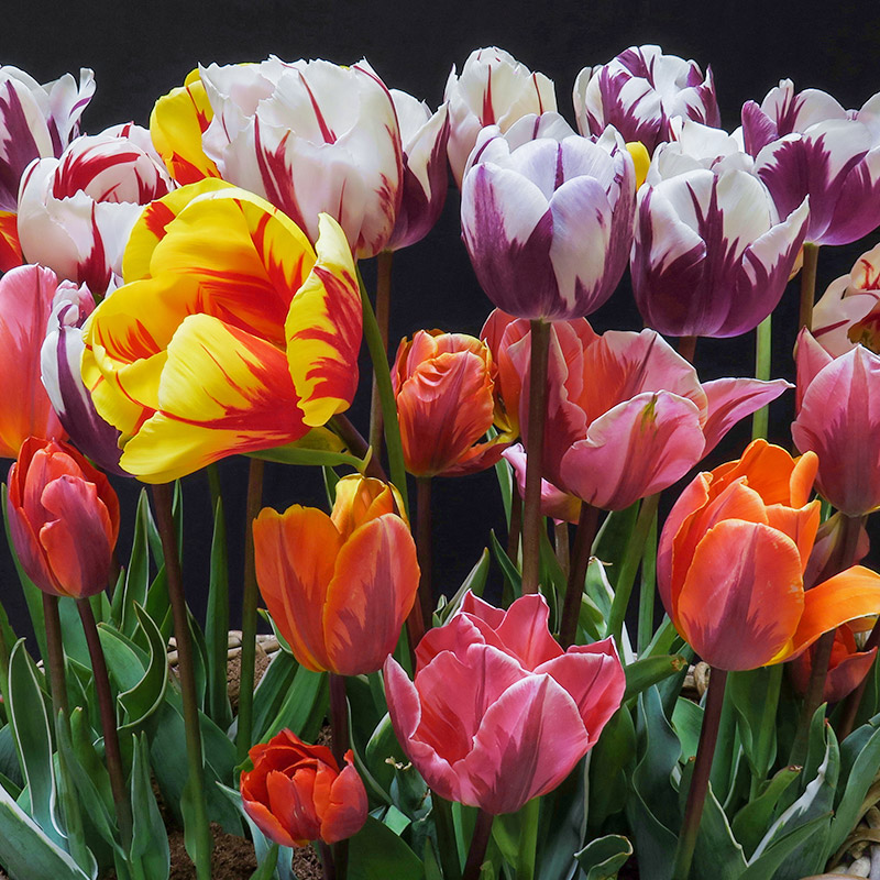 Bloembollenpakket Rembrandt Tulpen tweekleurig