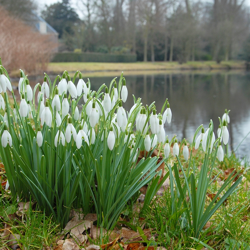 galanthus_nivalis_24_