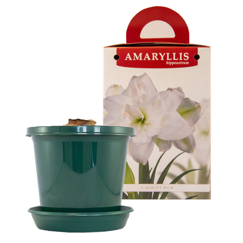 Amaryllis Marilyn® op pot in geschenkdoos