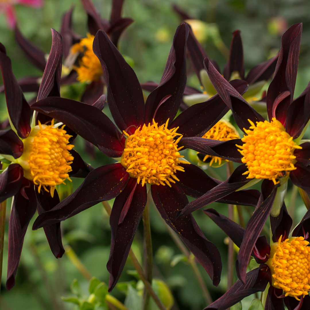 Dahlia Honka Dark