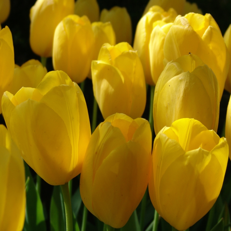 Tulp Big Smile