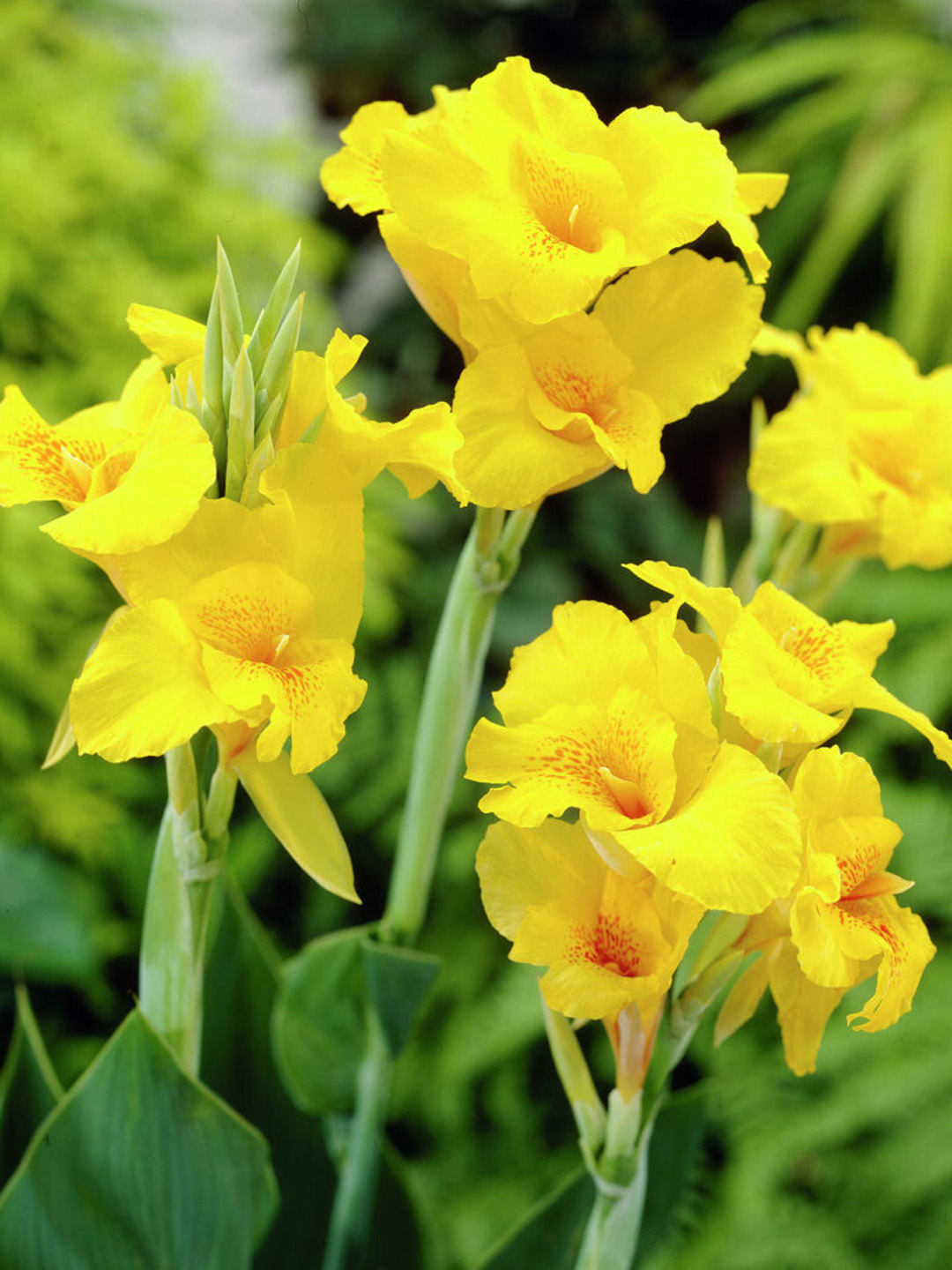Canna Richard Wallace Canna Richard Wallace