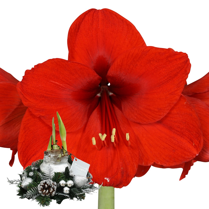 Wax Amaryllis Kerstkrans Zilver