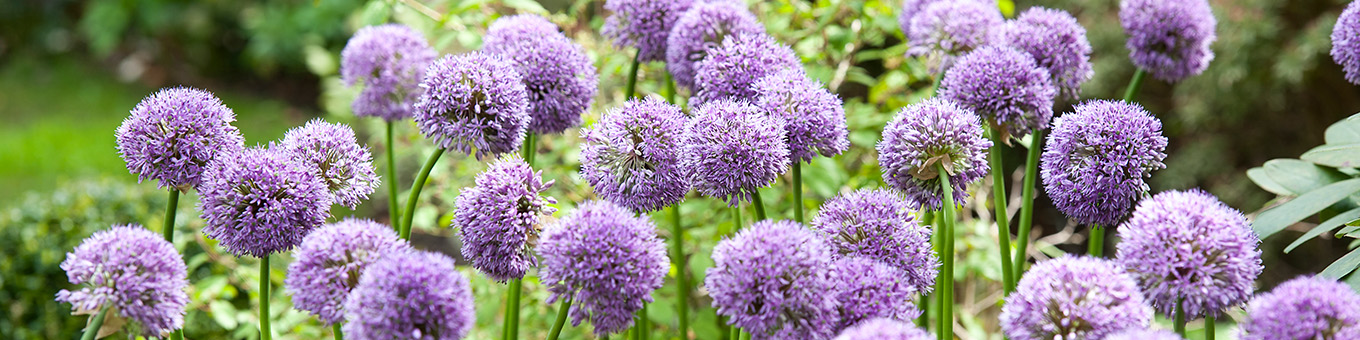 In de Spotlights: ALLIUM bloembollen!