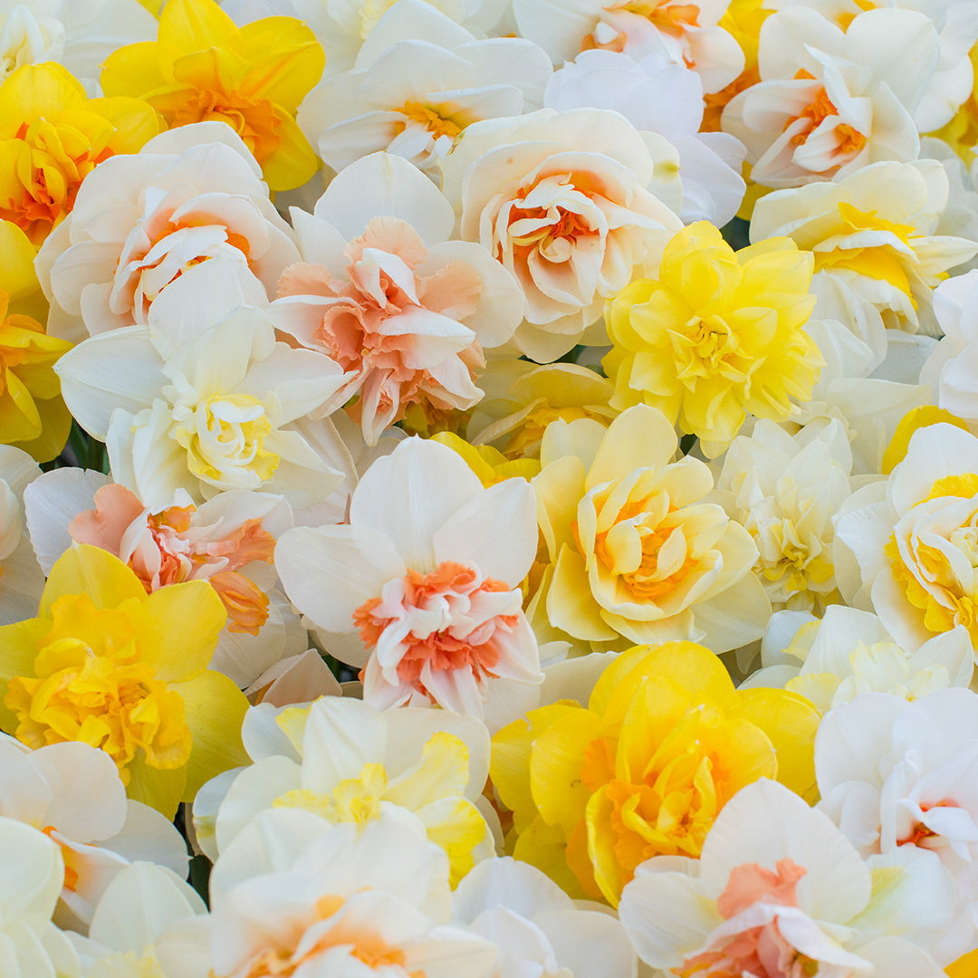 Bloembollenpakket Dubbele Narcissen "Funen's Pride"