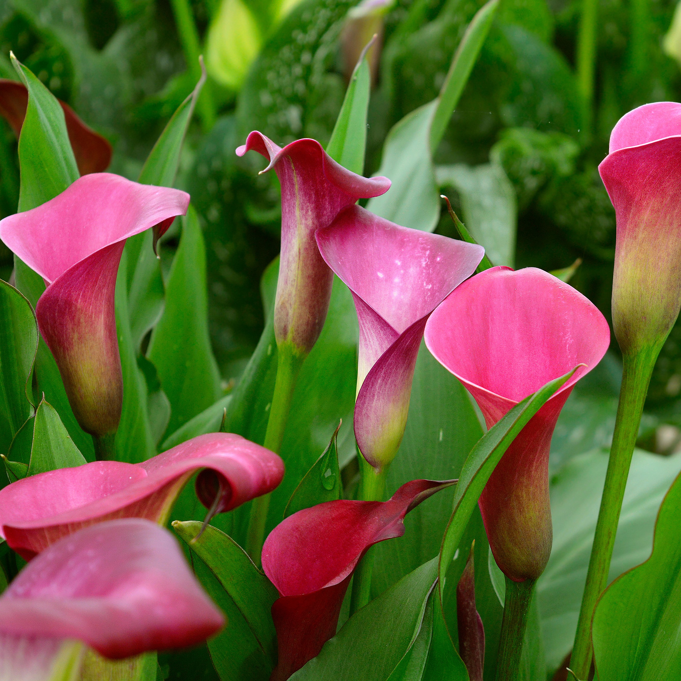 Zantedeschia Sumatra®
