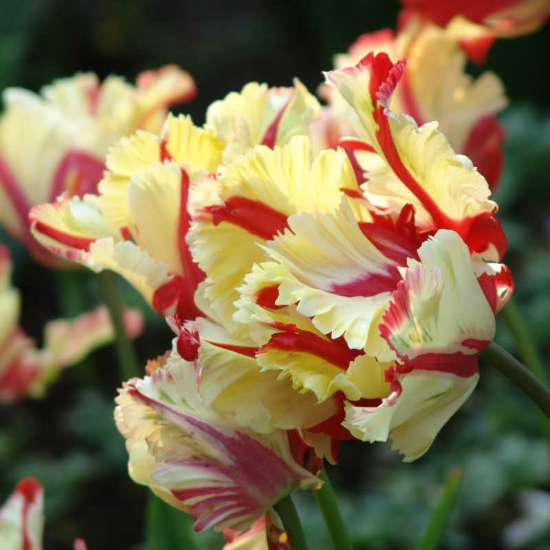 Tulp Flaming Parrot