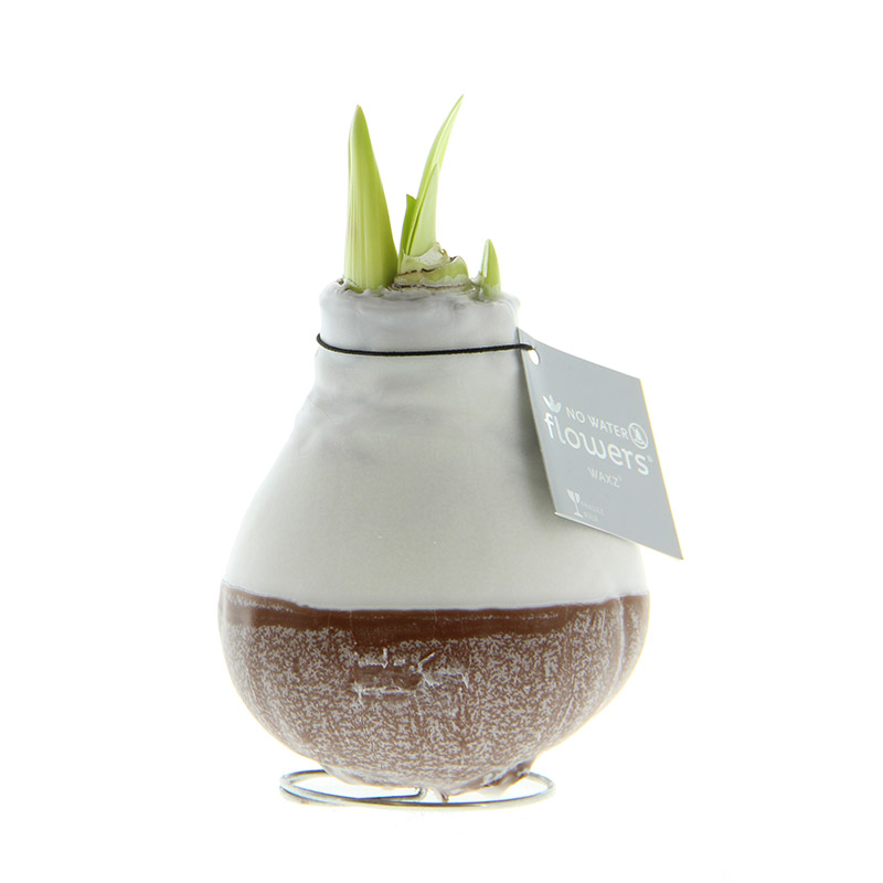 Wax Amaryllis Dipz Bruin