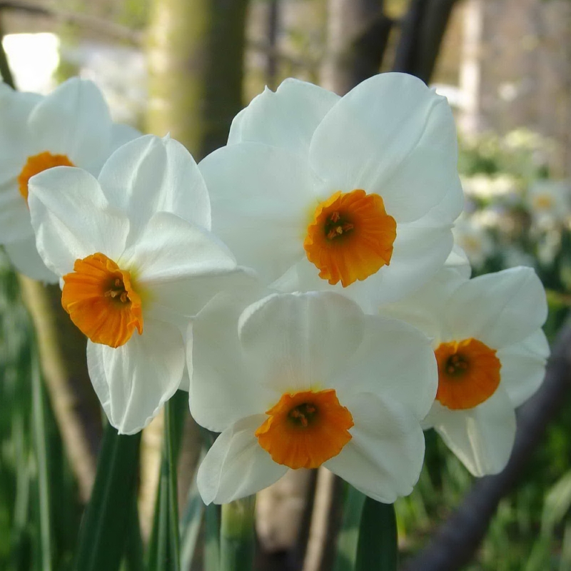 Narcissus Geranium