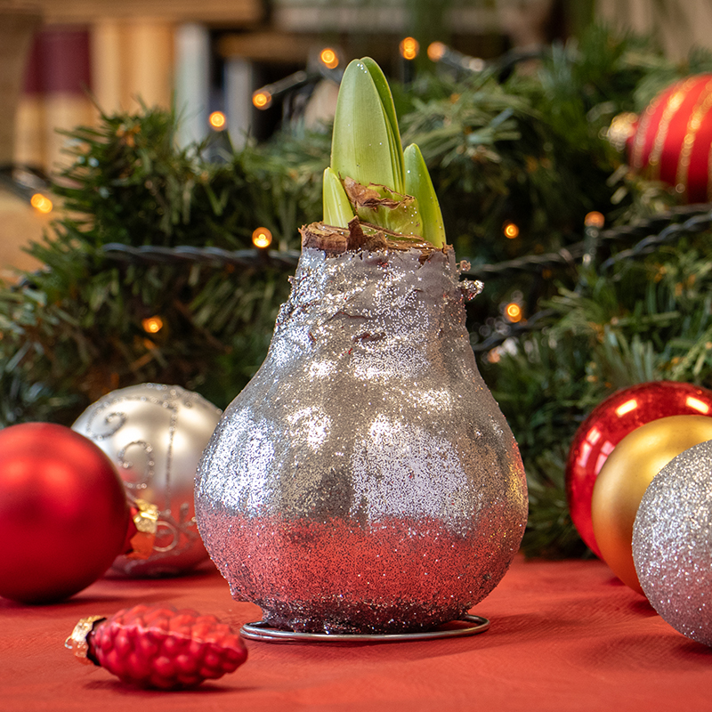 9009715-Wax-Amaryllis-Glitterz-Zilver