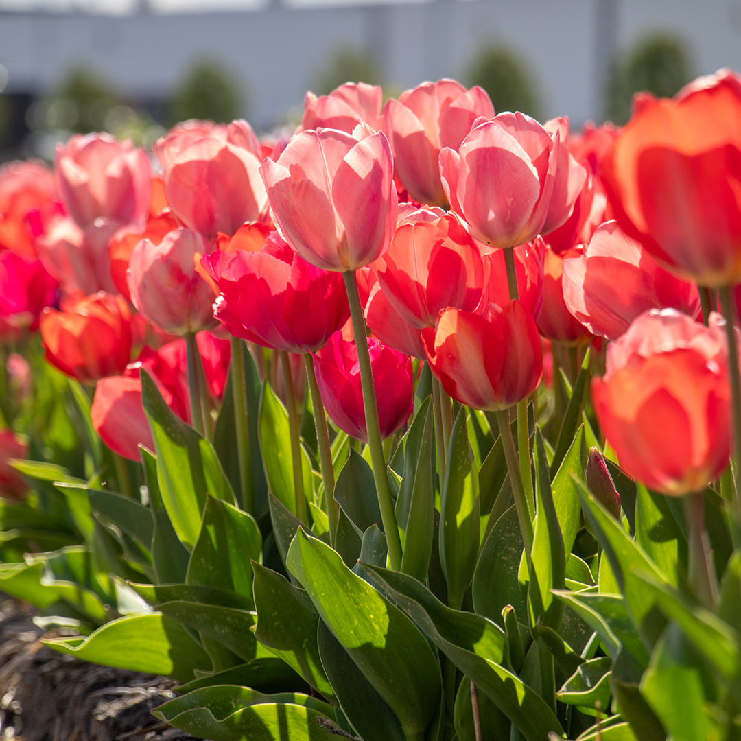 Tulpenmix "Van Eijk"