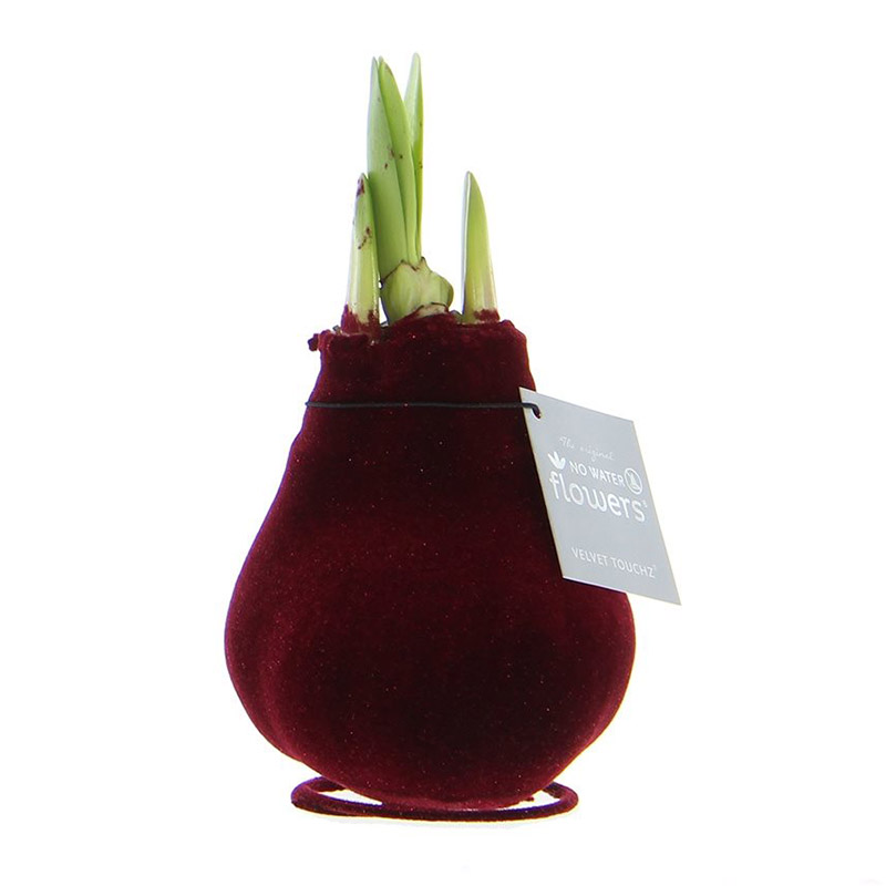 9009721-Wax-Amaryllis-Velvet-Touchz-Bordeaux Wax Amaryllis Velvet Touchz Bordeaux