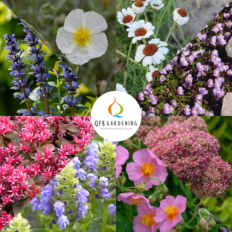 Borderpakket Rots en Alpineplanten