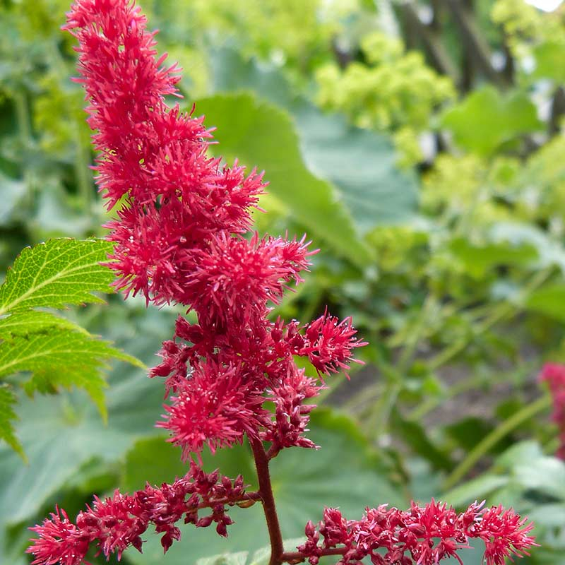 85530-astilbe-arendsii-fanal Astilbe (A) 'Fanal'