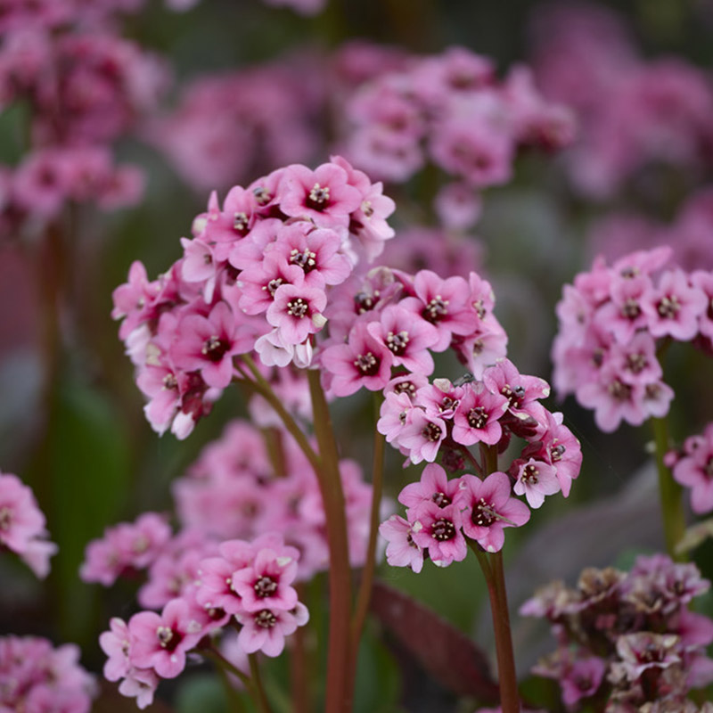 Bergenia cordifolia