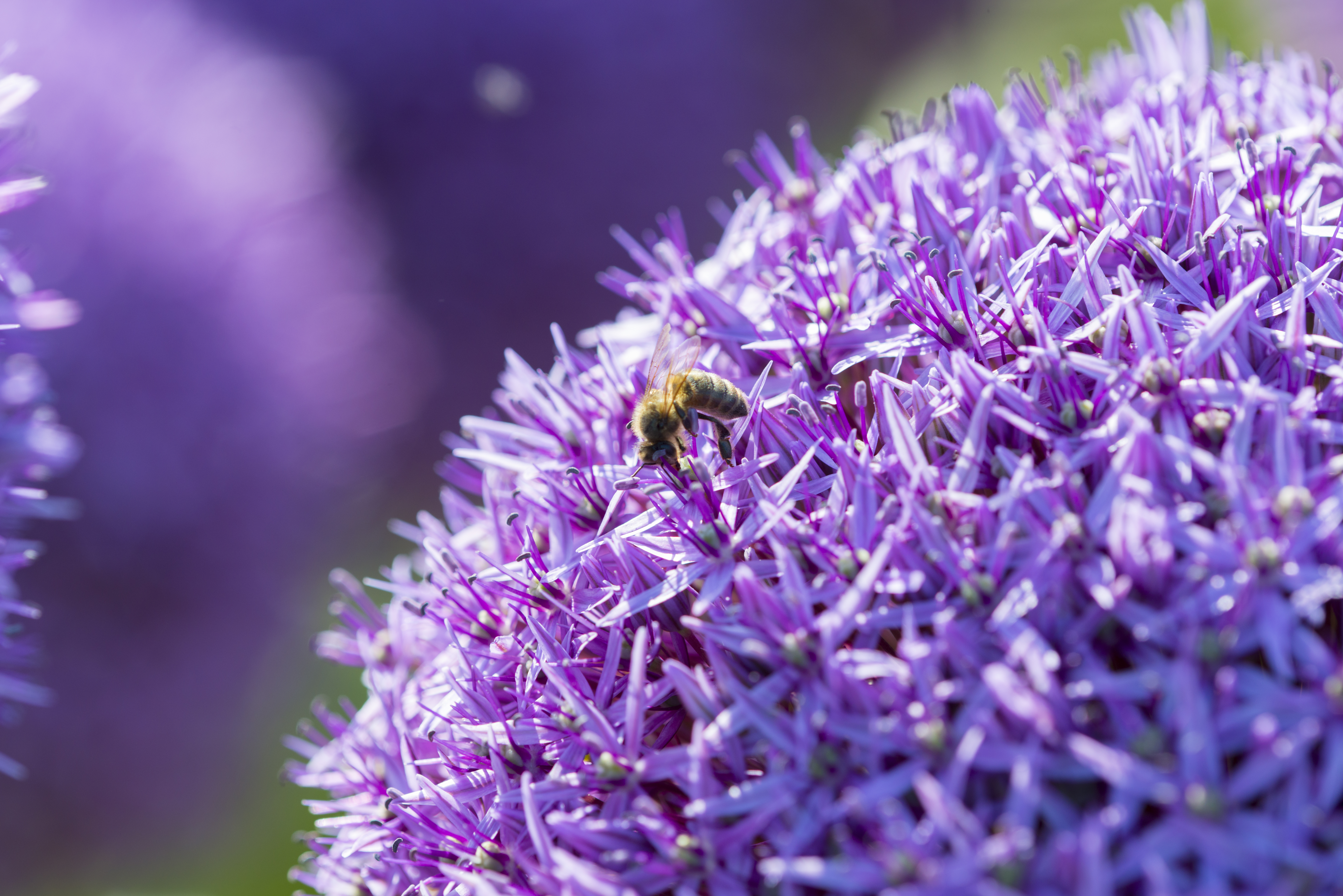 Allium Globemaster®
