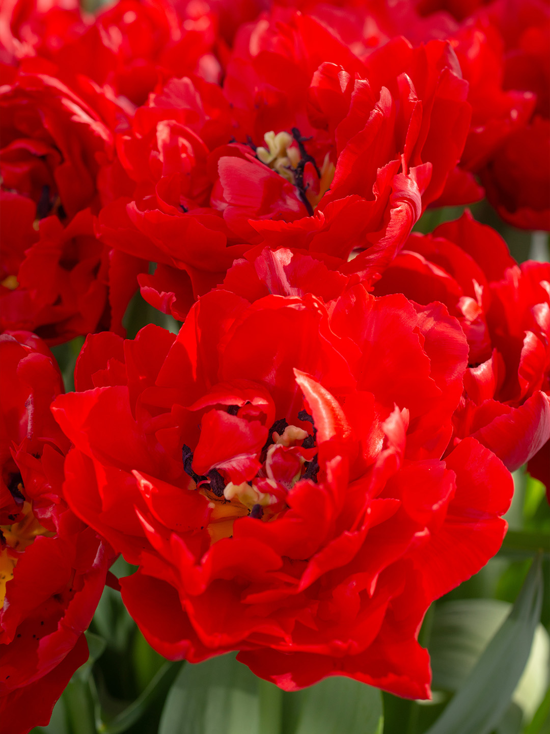 Tulp Verona Love