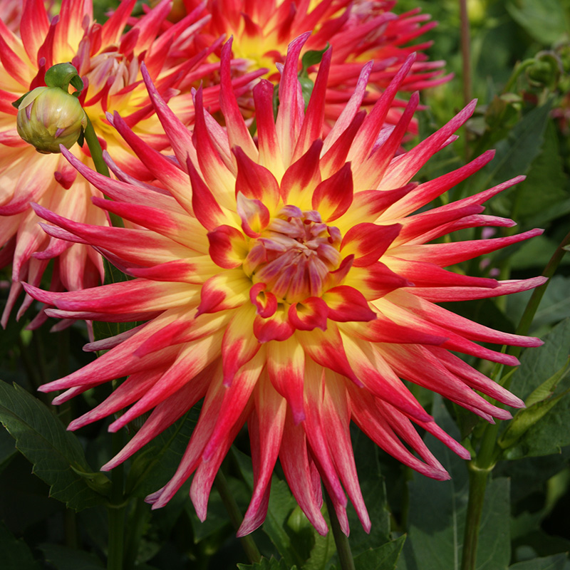 Dahlia Electric Flash