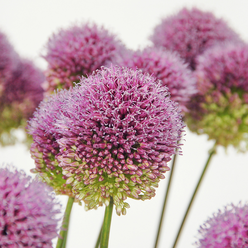Allium sphaerocephalon