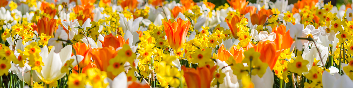 Voorjaarsfeestje: Plant je lentetuin in de herfst!