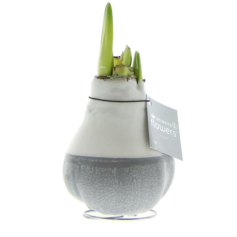 Wax Amaryllis Dipz Grijs