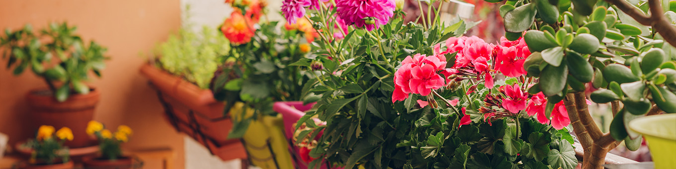 Bloemen op het balkon: Hoe plant je bloembollen of knollen in potten?
