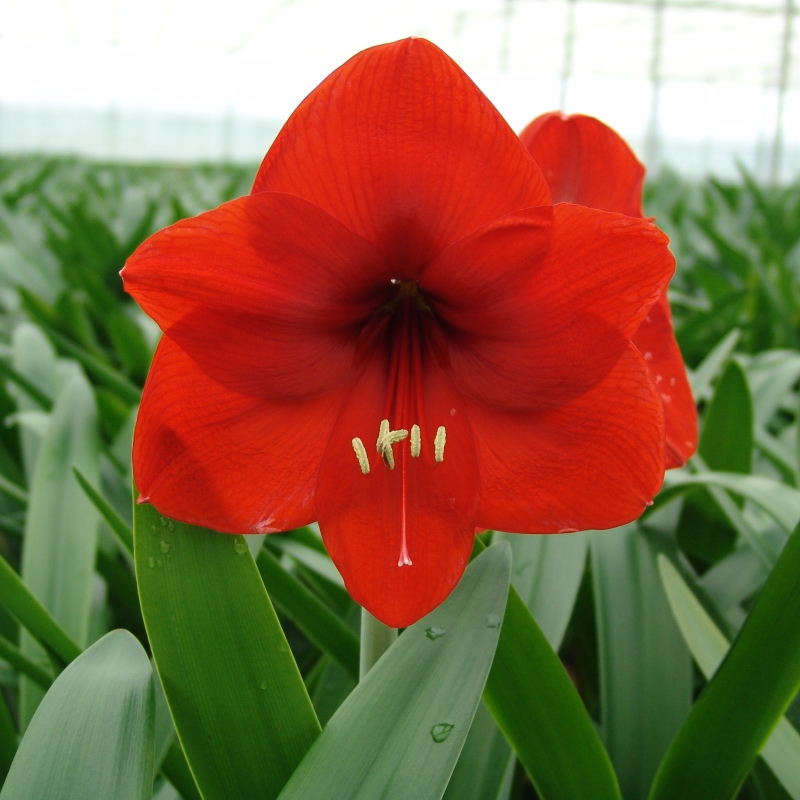 Amaryllis Red Lion