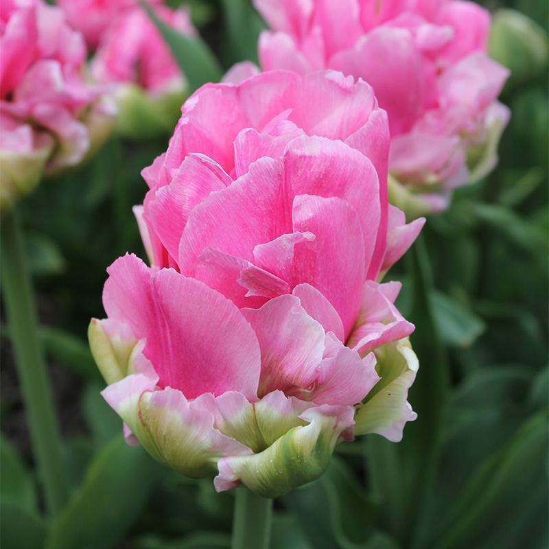 Tulp Double Arosa®
