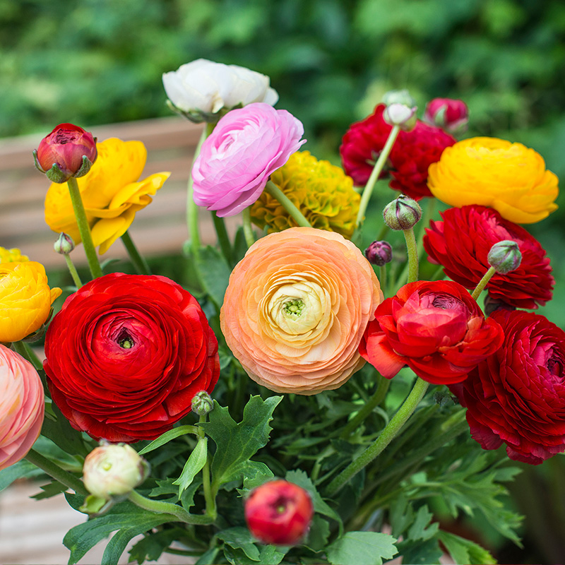 Ranunculus Aviv gemengd
