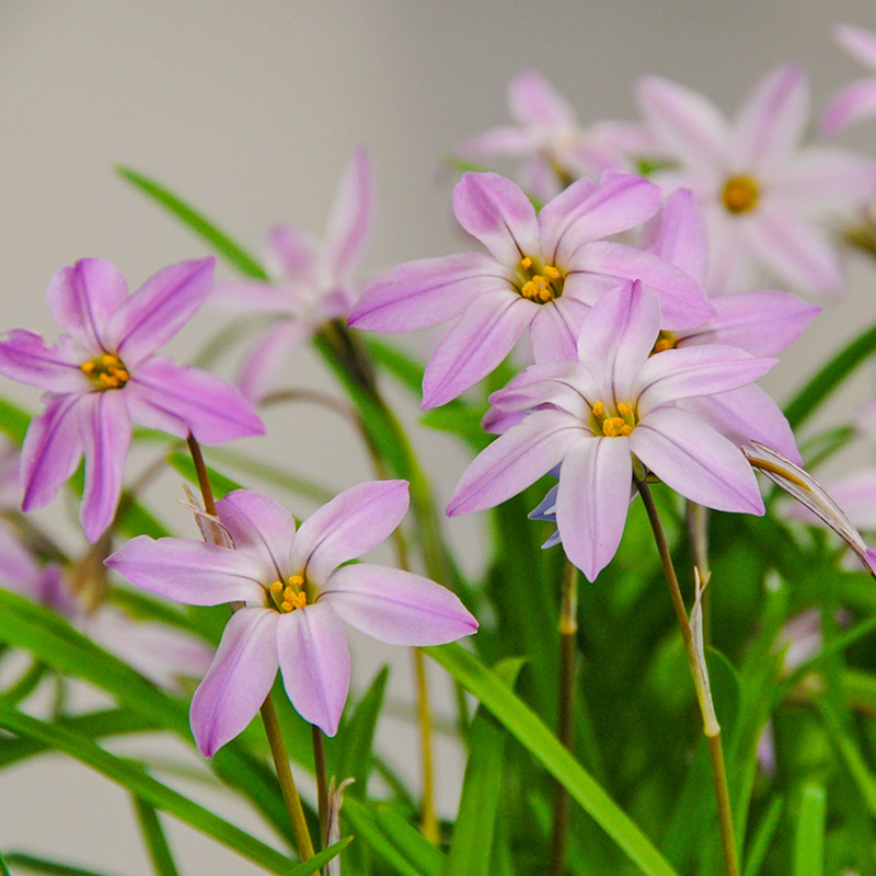 Ipheion Charlotte Bishop