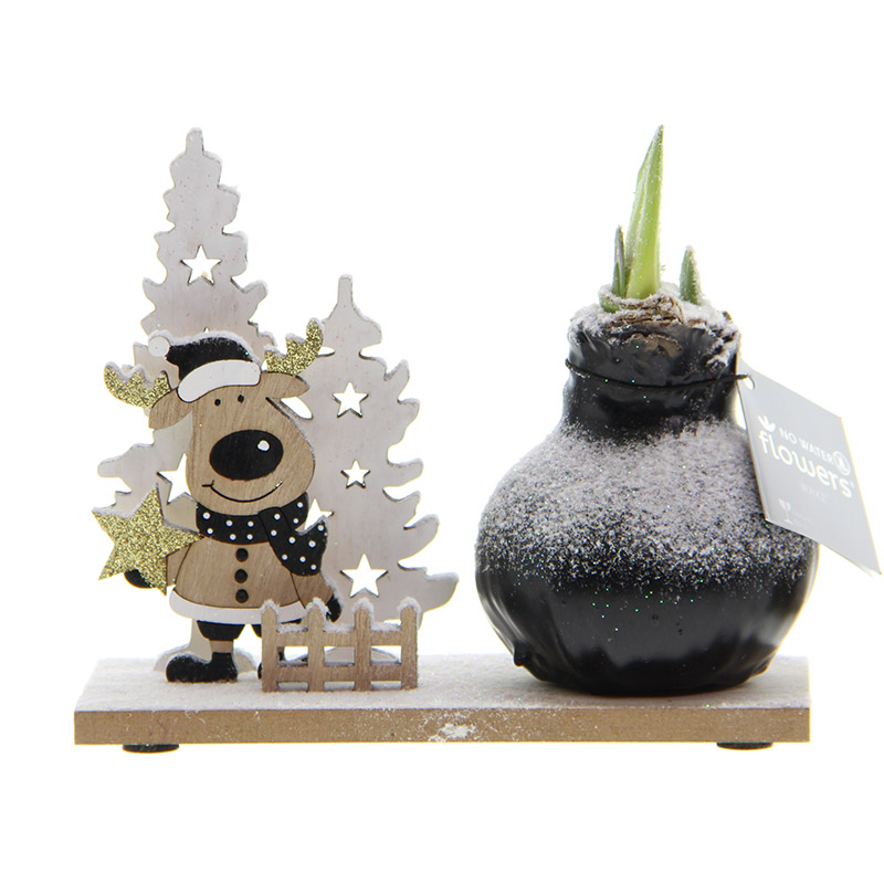 9000059-Wax-Amaryllis-Snow-Wonderland-Rudolph Wax Amaryllis Snow Wonderland Rudolph