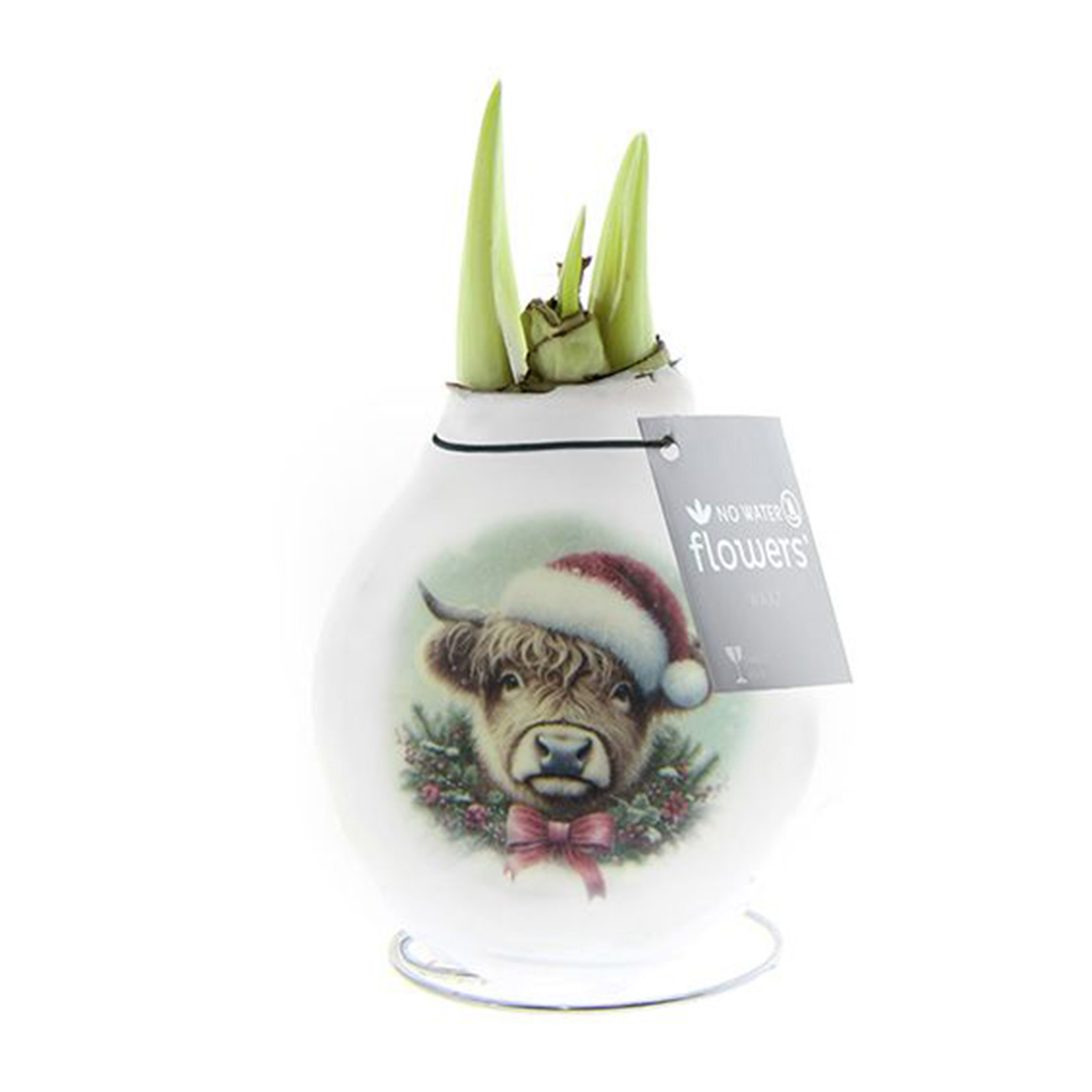 Wax Amaryllis Crafts Christmas Cow