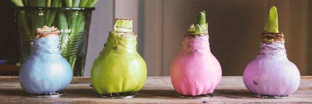 Wax-amaryllis-menu
