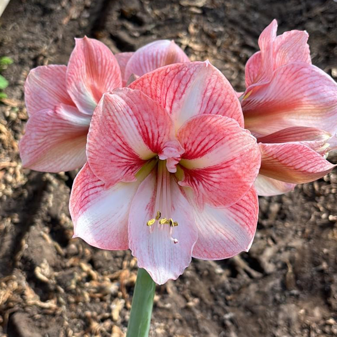 Amaryllis Strong king