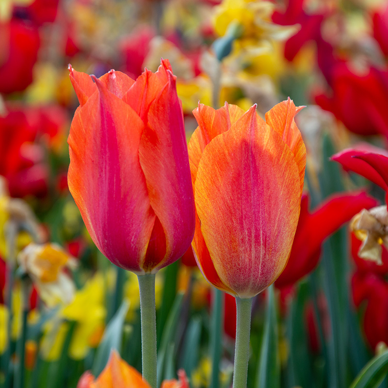 Tulp El Nino