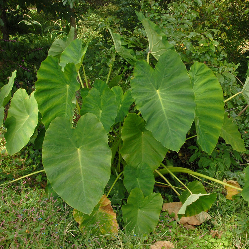 86750-Colocasia-esculenta