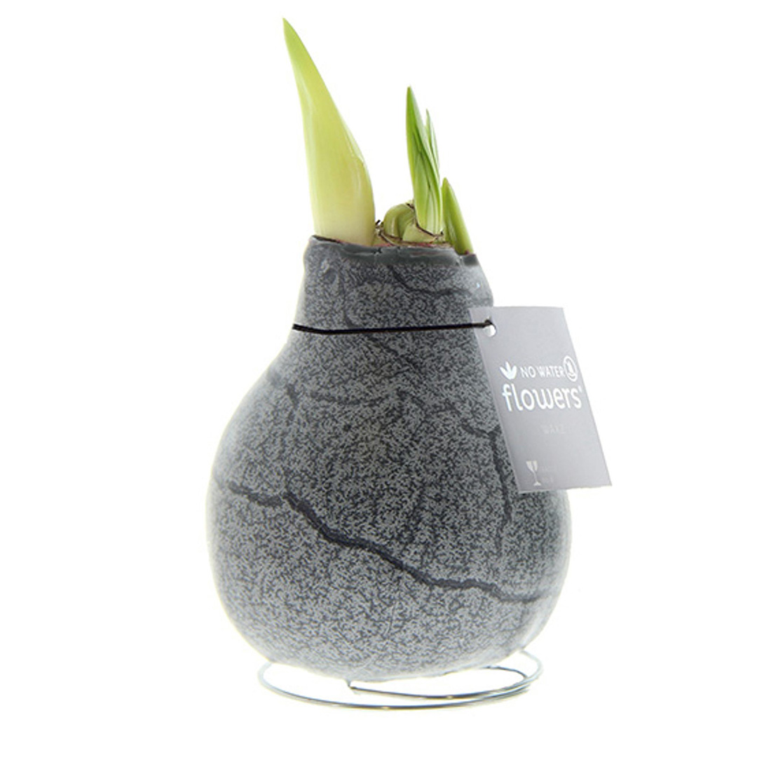 Wax Amaryllis Marble Zwart