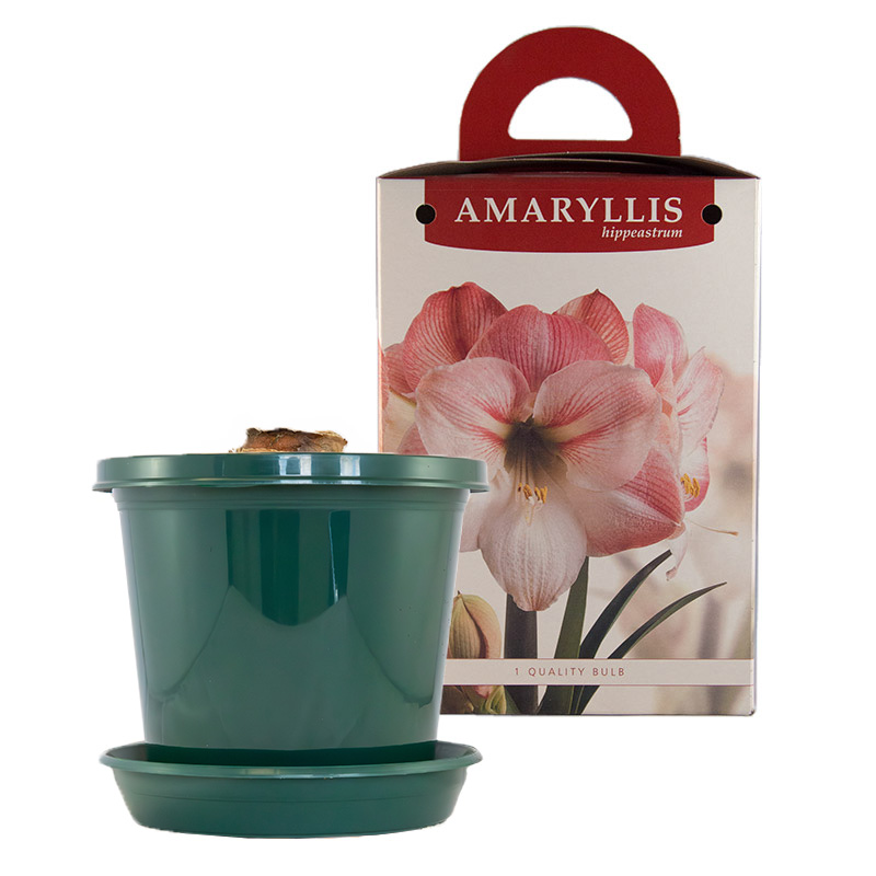 Amaryllis Apple Blossom op pot in geschenkdoos
