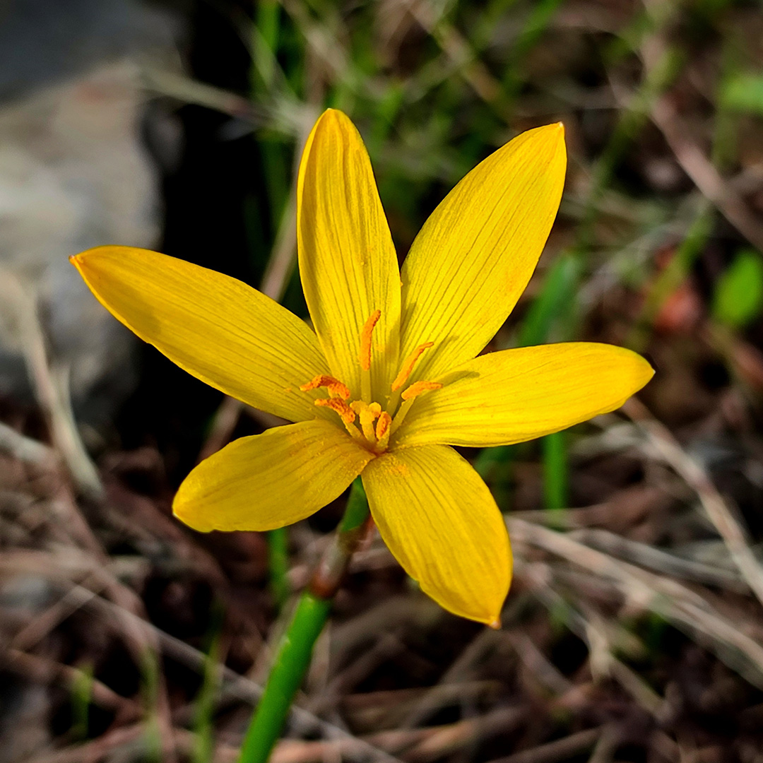 Zephyranthes (Westenwindlelie) Citrina 