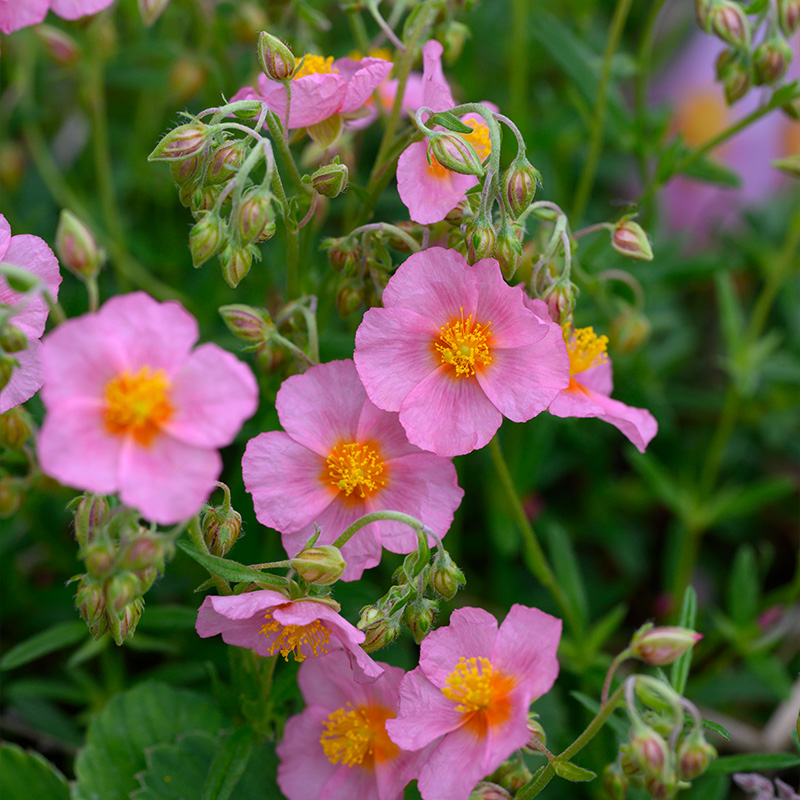 Helianthemum 'Lawrenson's Pink'