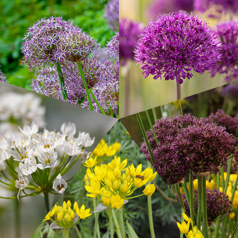 Bloembollenpakket Alliums