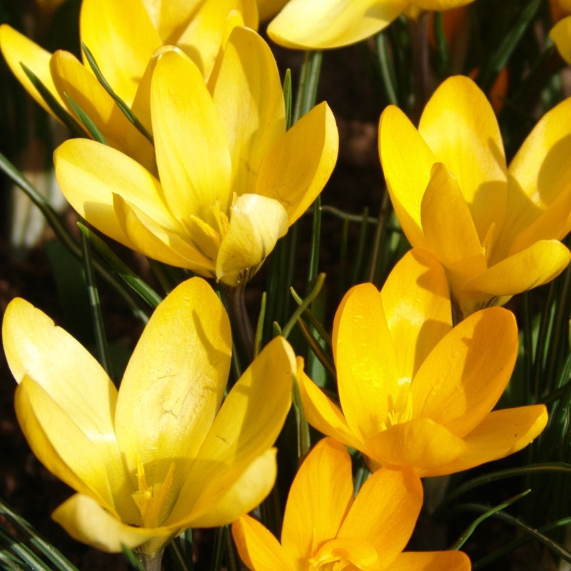 Krokus Golden Yellow