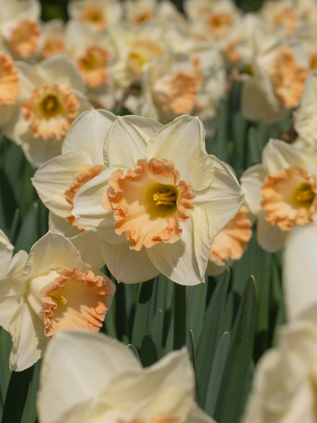 Narcis Martha Stewart