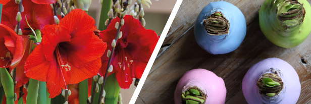 Amaryllis-Pakketten-menu