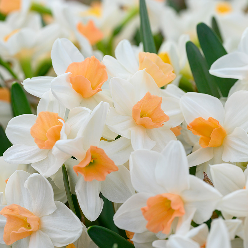 Narcis Kapiti Peach®