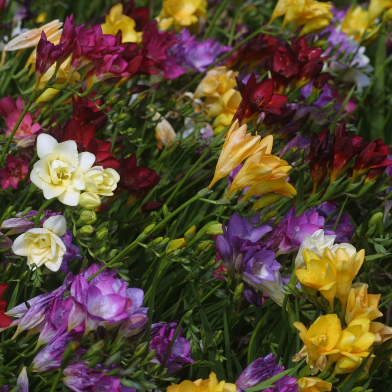 Freesia Dubbel Gemengd