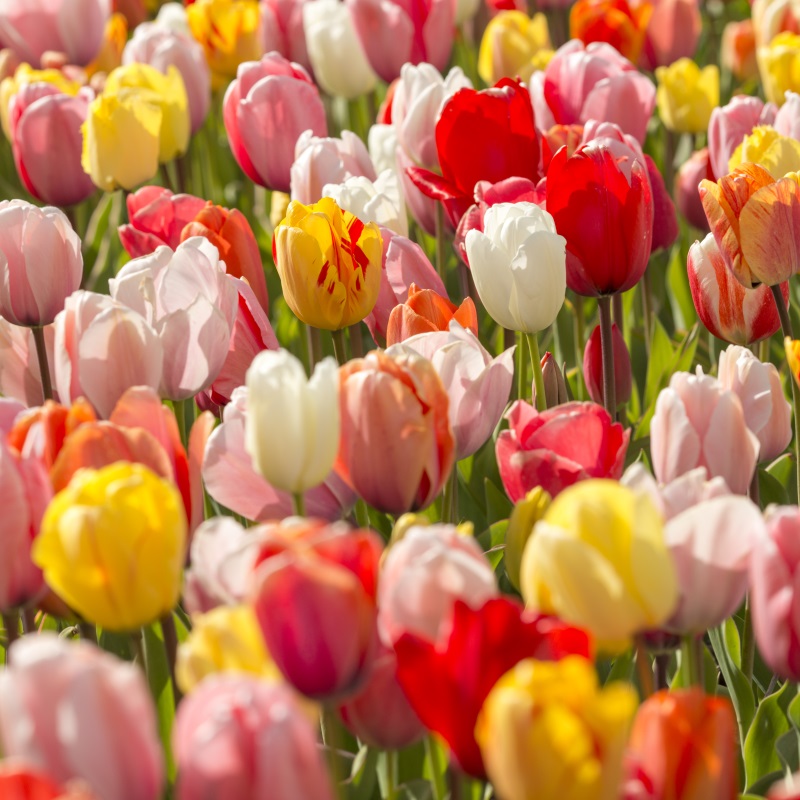 Tulp Darwin Hybrid Mix