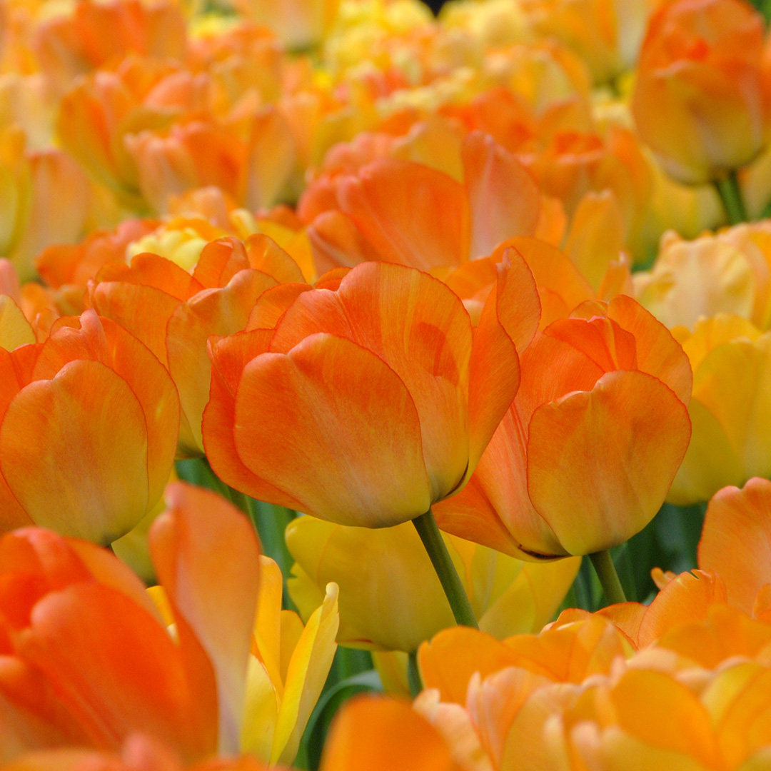 Tulp Daydream