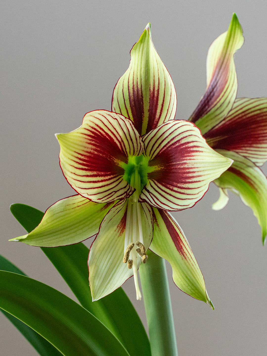 Amaryllis Papilio