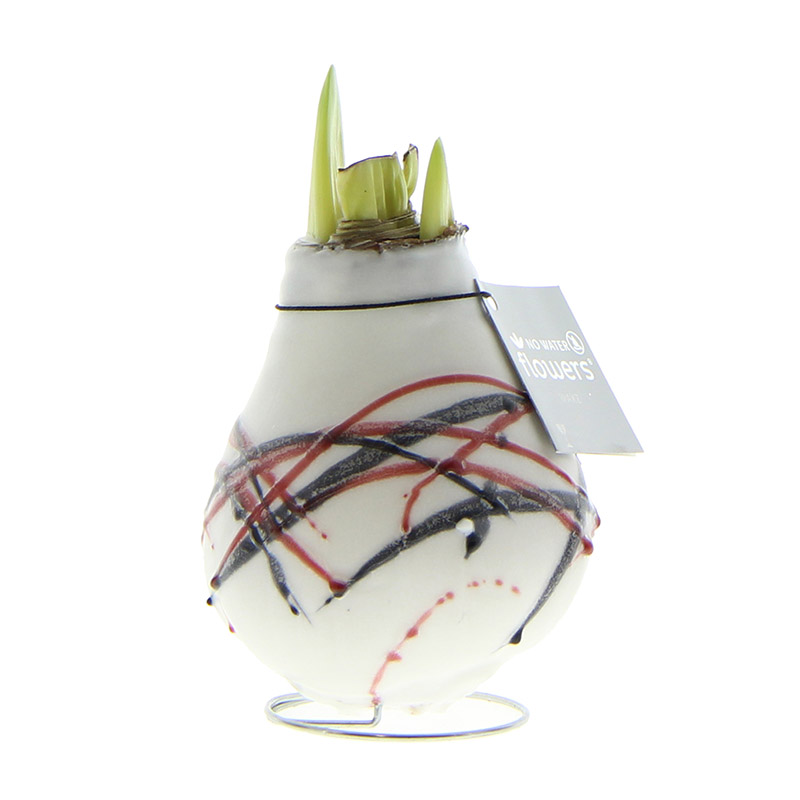 9009660-Wax-Amaryllis-Van-Gogh-Wit